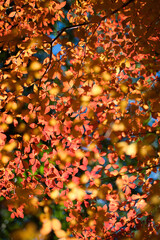 秋色に輝くドウダンツツジ