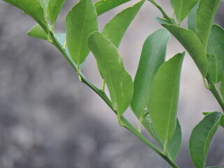 close up of leaves