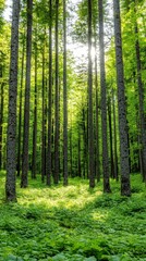 Naklejka premium A serene forest scene with tall trees and lush greenery, sunlight filtering through the leaves, creating a tranquil and inviting atmosphere.
