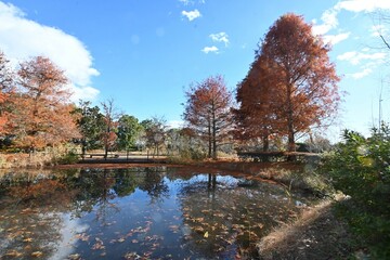 Bald cypress tree, leaves and cones. Cupressaceae deciduous conifer. Grows in marshy areas with breathing roots rising from the ground around the tree.