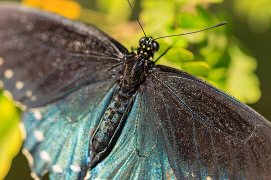 A butterfly with a black body and blue wings