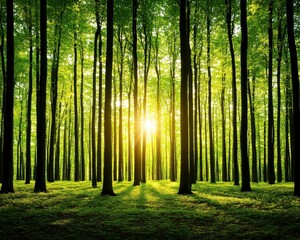 Obraz premium A serene forest landscape with tall trees bathed in sunlight, creating a peaceful and vibrant atmosphere. The lush greenery and soft light invite tranquility and connection with nature.