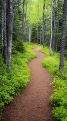 Fototapeta premium A winding path through a lush green forest, surrounded by tall trees and vibrant foliage, inviting exploration and tranquility.