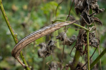 A detailed close-up of a mature, dried ladyfinger (okra) pod hanging from its stem. The pod elongated shape and texture surface highlight natural. The soft green background.