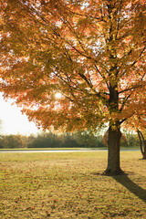 Autumn tree in sunny park with golden leaves in Palatine, IL