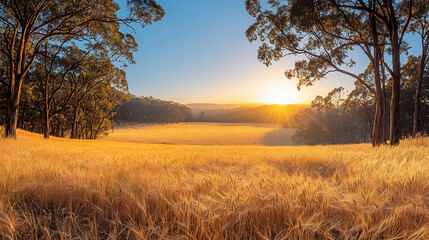 Fototapeta premium golden wheat fields