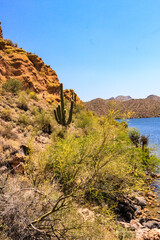 A desert landscape with a cactus and a tree