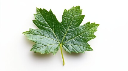 Obraz premiumFresh mint leaves isolated on white, a vibrant green herb for food and medicine