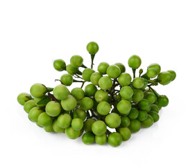 Fresh Turkey berry or Pea eggplant or Solanum torvum isolated on transparen png.