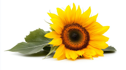 Sunflower with vibrant yellow petals isolated on white background for summer vibes