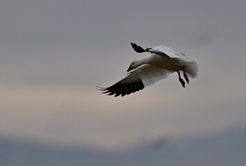 Skein Of Snow Geese flying over crops field to find a landing spot