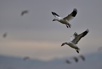 Skein Of Snow Geese flying over crops field to find a landing spot © Amazing ActionShots