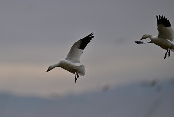 Skein Of Snow Geese flying over crops field to find a landing spot