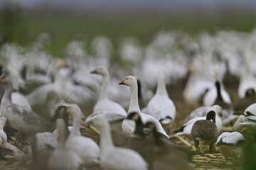 Obraz premium A gaggle of geese crowding on a field from winter migration