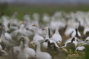 Obraz premium A gaggle of geese crowding on a field from winter migration