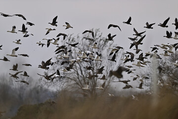 Skein Of Geese flying over crops field