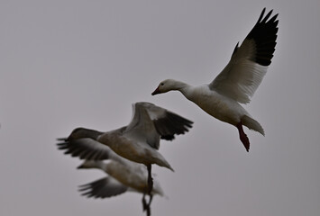 Skein Of Snow Geese flying over crops field to find a landing spot