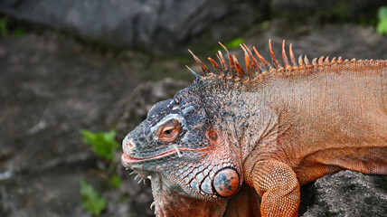 Beautiful Red Iguana on stone, animal closeup. Orange colored Iguana sits on a stone. A subspecies of the Red Morph. Shy animal red iguana