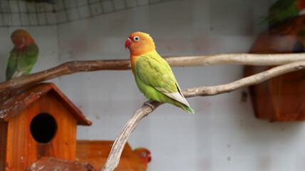 cute and colorful lovebird agapornis fischery perching on the branch. Fischer's lovebird