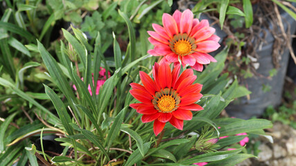 Bright red-orange Gazania rigens flower (Treasure Flower, African daisy) of the 'New Day Bronze Shades' variety in the garden on a summer sunny day, close-up