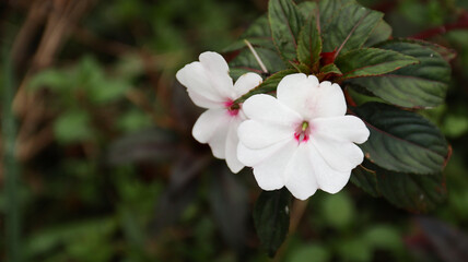 New Guinea impatiens (Impatiens hawkeri) with white and pink flowers. Ideal for garden, floral, and tropical themes.