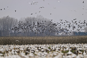 Skein Of Geese flying over crops field
