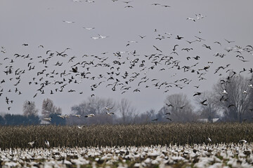 Skein Of Geese flying over crops field