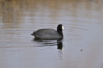American Coot Swimming in  a Lake