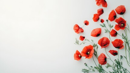Red Poppies Arranged On White Background Floral Design