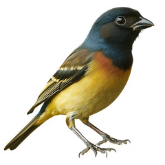 Fototapeta premium Small bird with a black head and yellow and brown wings stands on transparent background.