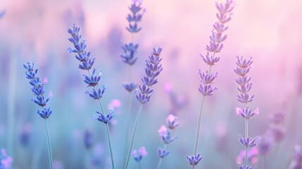 Obraz premium A light dusty pastel background featuring pale lavender and baby blue tones in a soothing gradient
