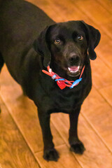 black labrador retriever