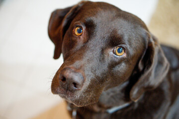 chocolate lab labrador