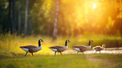 Geese Walking at Sunset by the Water