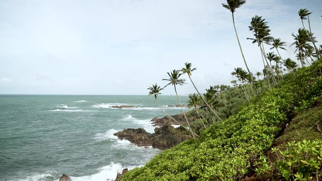 Scenic view of coconut palm trees growing on the tropical coastline of sri lanka, creating a serene and idyllic paradise