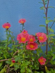flowers in the garden