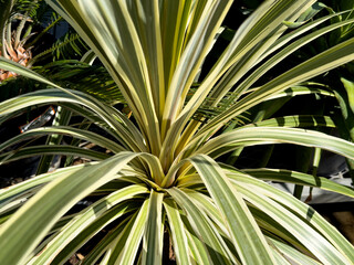 A view of a variety of Cordyline Australis plant.