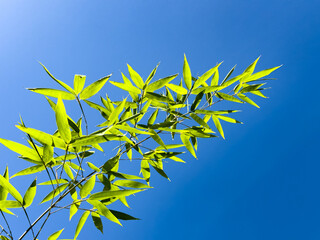 A view of a bamboo golden branch against a blue sky.