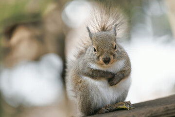 巣の上で止まるリス