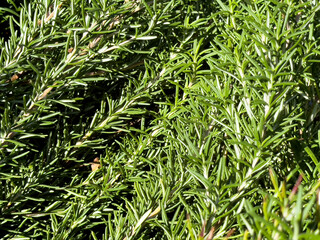 A view of rosemary leaves.