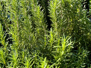 A view of rosemary leaves.