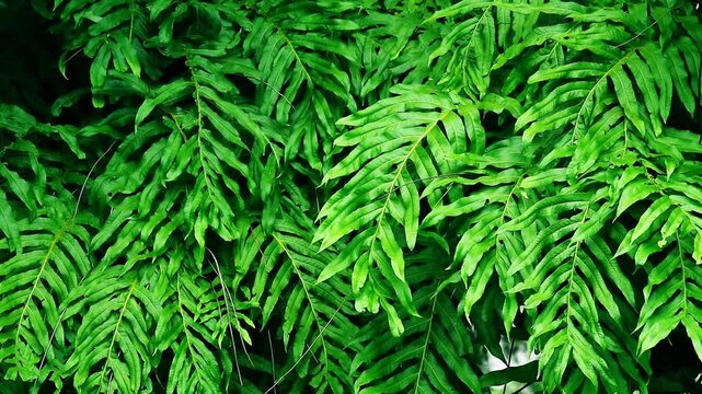 Polypodiaceae microsorum fern green leaf background
