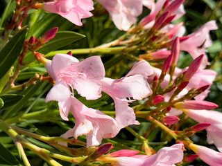 Obraz premium A closeup view of pink oleander flowers.