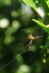 Argiope Anasuja, a species of spider belonging to the family araneidae, argiope anasuja spider that makes its nest in rice plants