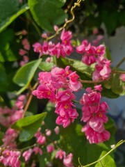 Pink flowers