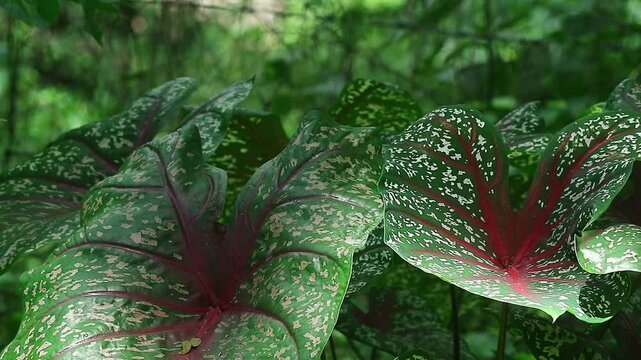 close up camera shot of caladium flower leaves