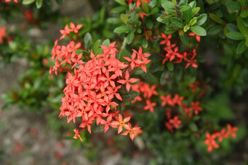 Ashoka flowers bloom beautifully in the dry season in rural areas of Indonesia