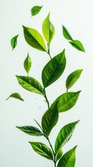 Obraz premium Floating Tea Leaves on White Background: A Dynamic Composition of Freshness and Nature