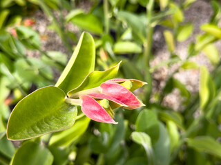 A view of the flower structure of a lady's slipper plant.