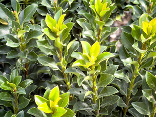 A view of leaves from the Indian hawthorn plant.